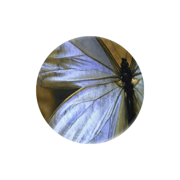 Blue Butterfly Creations
